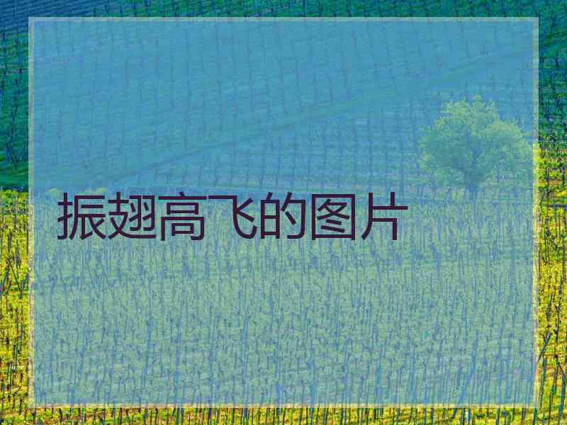 振翅高飞的图片