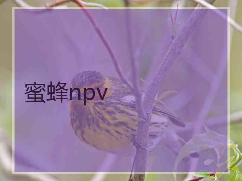 蜜蜂npv