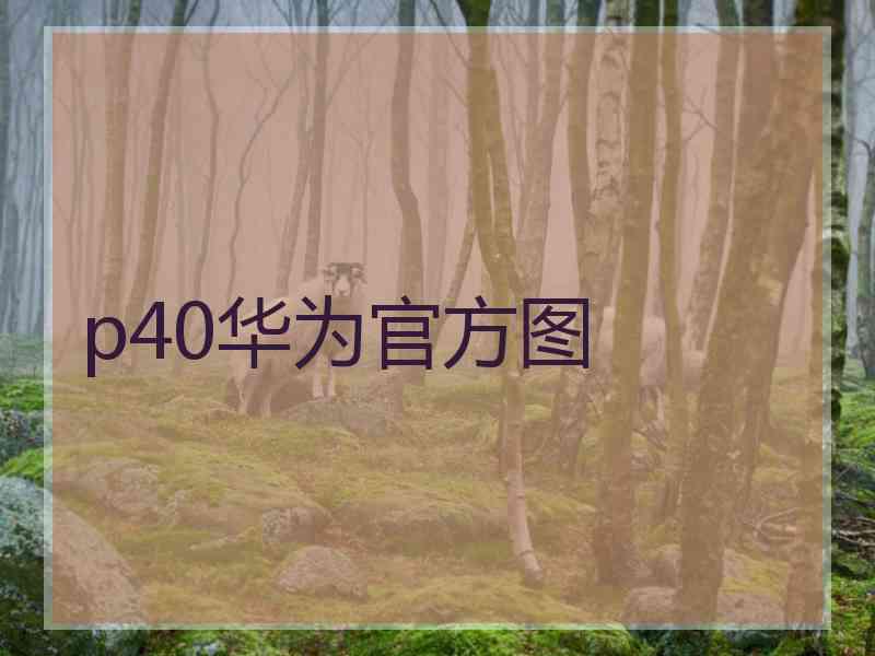 p40华为官方图