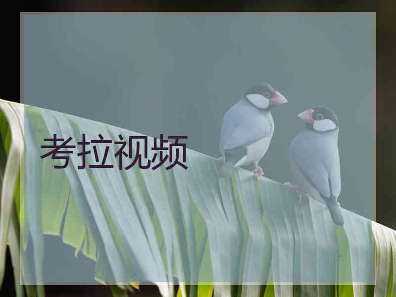 考拉视频