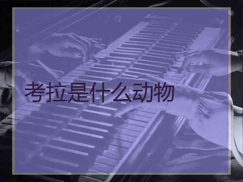 考拉是什么动物