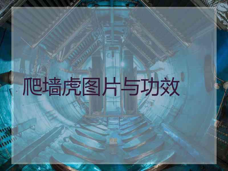 爬墙虎图片与功效