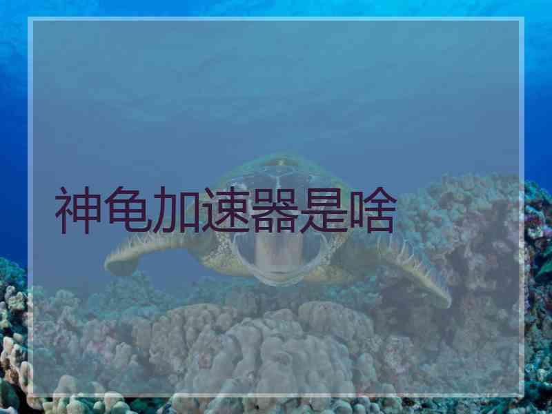 神龟加速器是啥