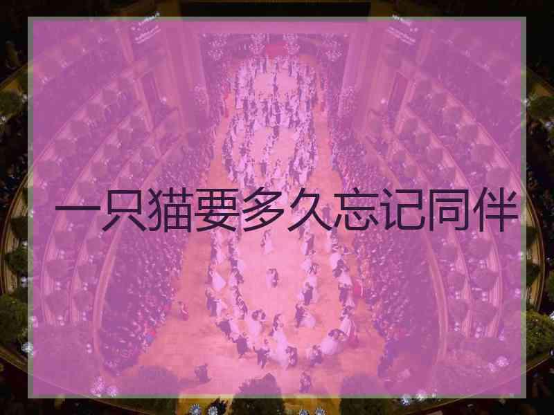 一只猫要多久忘记同伴