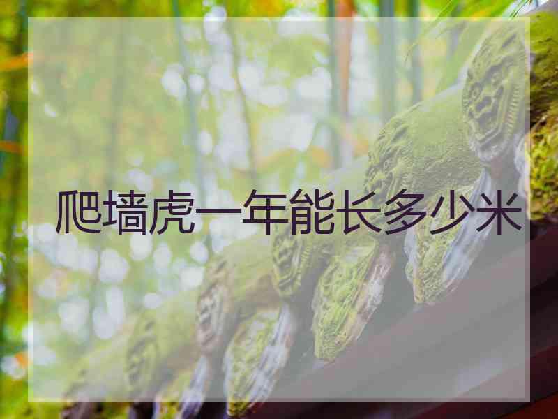 爬墙虎一年能长多少米