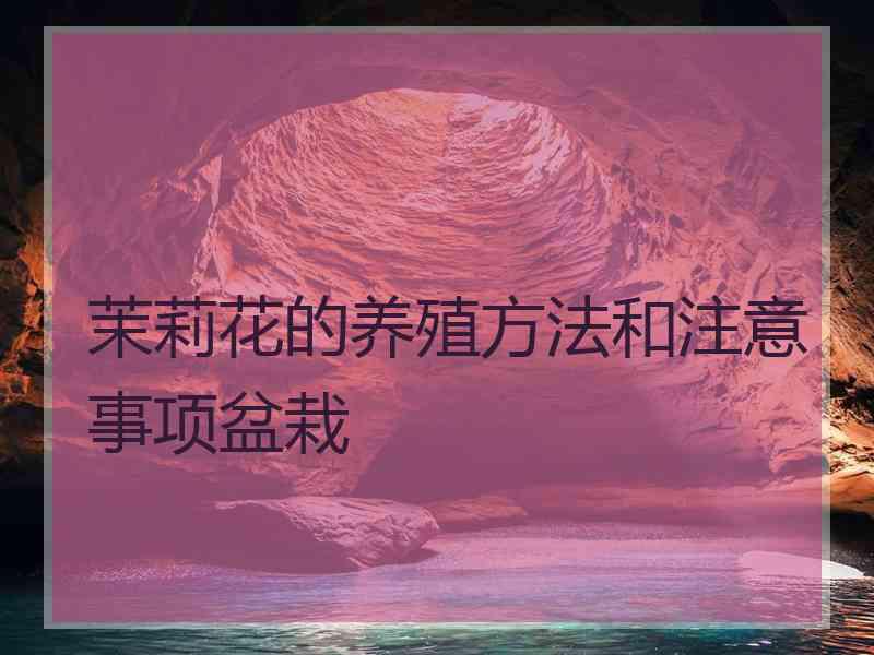 茉莉花的养殖方法和注意事项盆栽