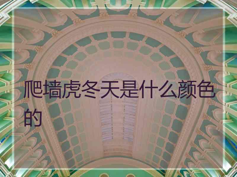 爬墙虎冬天是什么颜色的