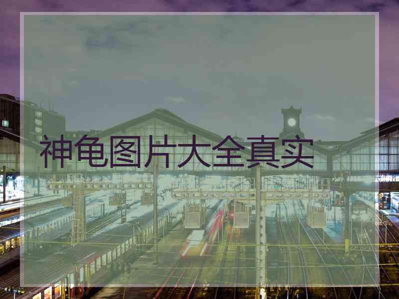 神龟图片大全真实