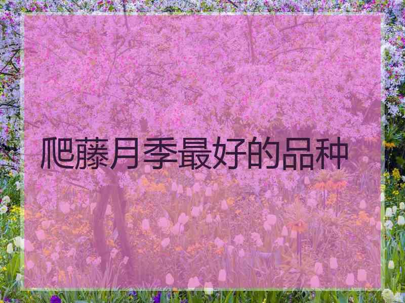 爬藤月季最好的品种