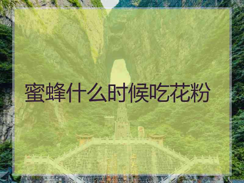 蜜蜂什么时候吃花粉