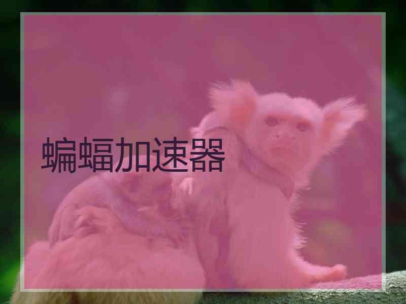 蝙蝠加速器