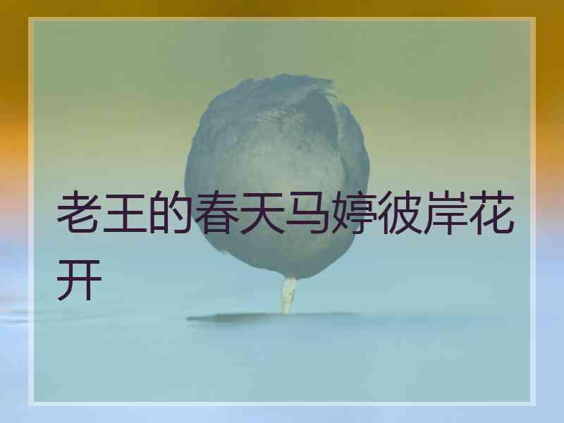 老王的春天马婷彼岸花开