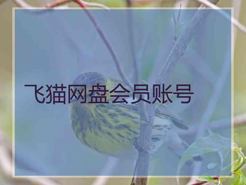 飞猫网盘会员账号