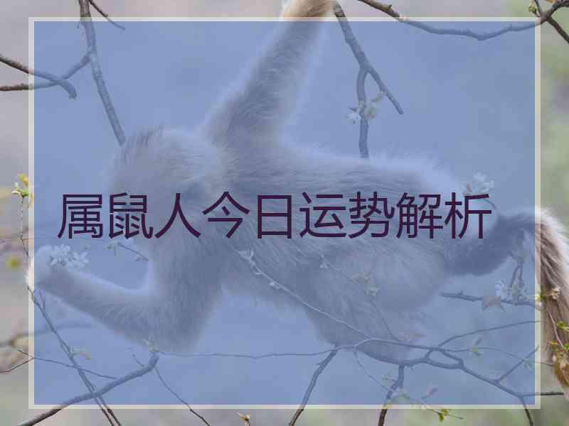 属鼠人今日运势解析
