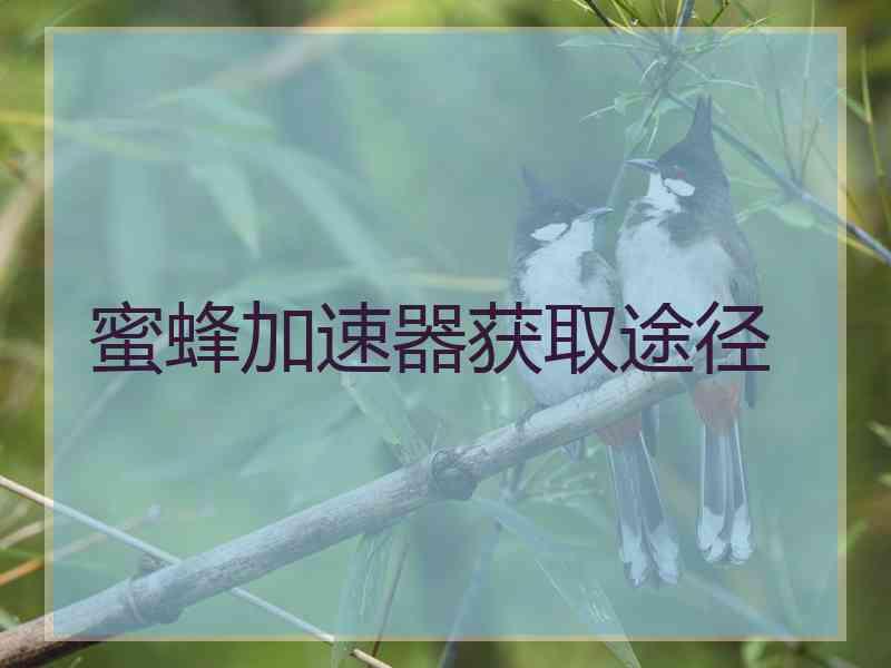 蜜蜂加速器获取途径