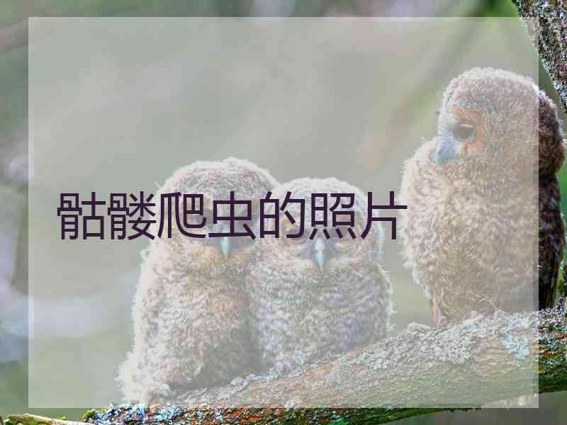 骷髅爬虫的照片