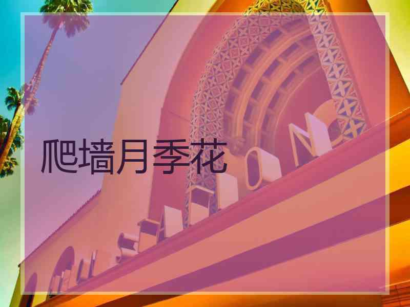爬墙月季花