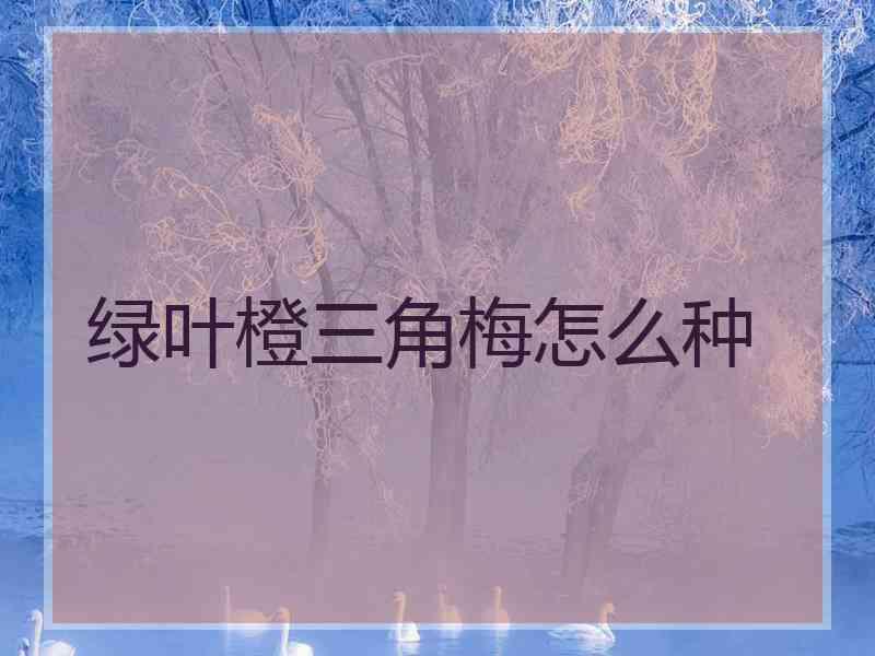 绿叶橙三角梅怎么种