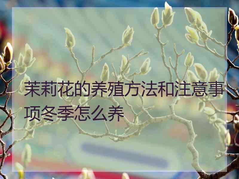 茉莉花的养殖方法和注意事项冬季怎么养