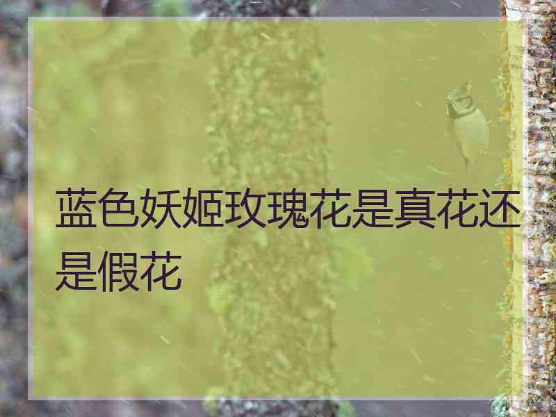蓝色妖姬玫瑰花是真花还是假花
