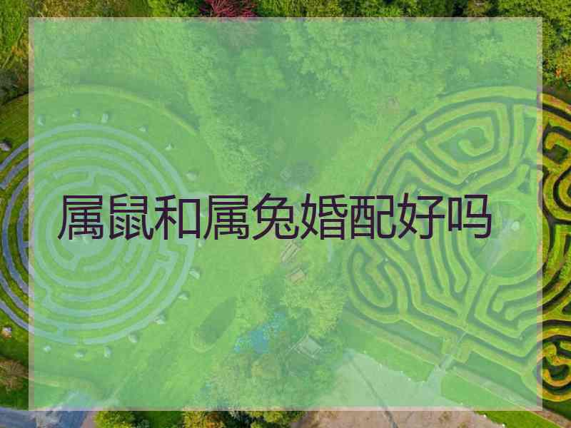属鼠和属兔婚配好吗