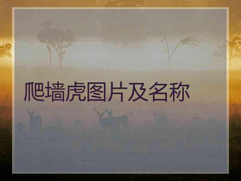 爬墙虎图片及名称