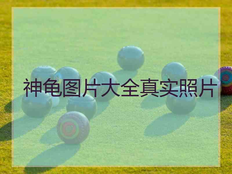 神龟图片大全真实照片