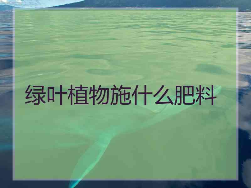 绿叶植物施什么肥料