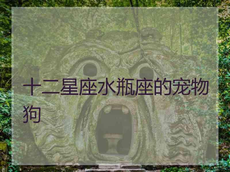 十二星座水瓶座的宠物狗