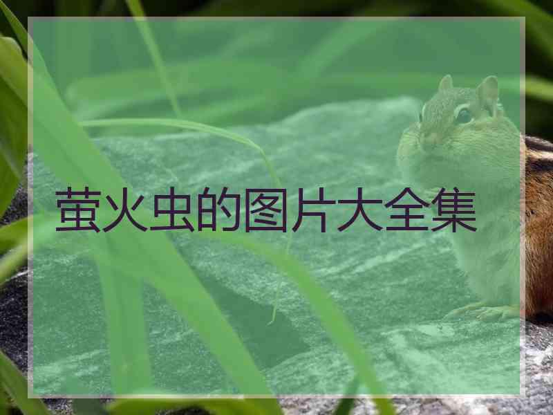 萤火虫的图片大全集