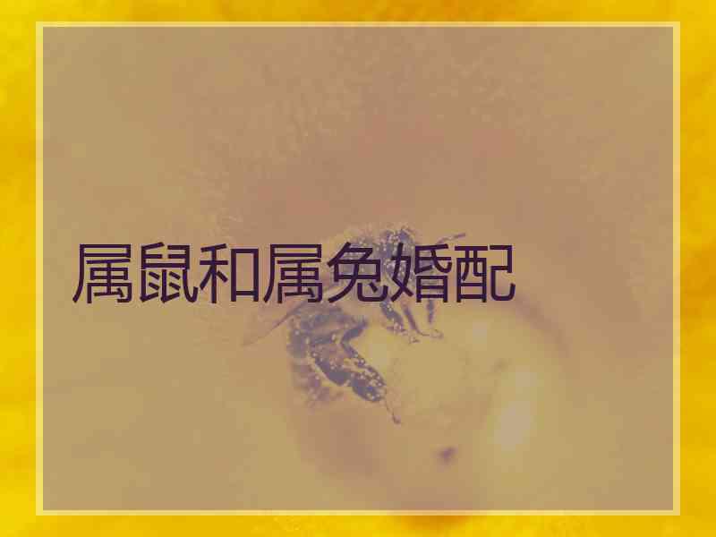 属鼠和属兔婚配