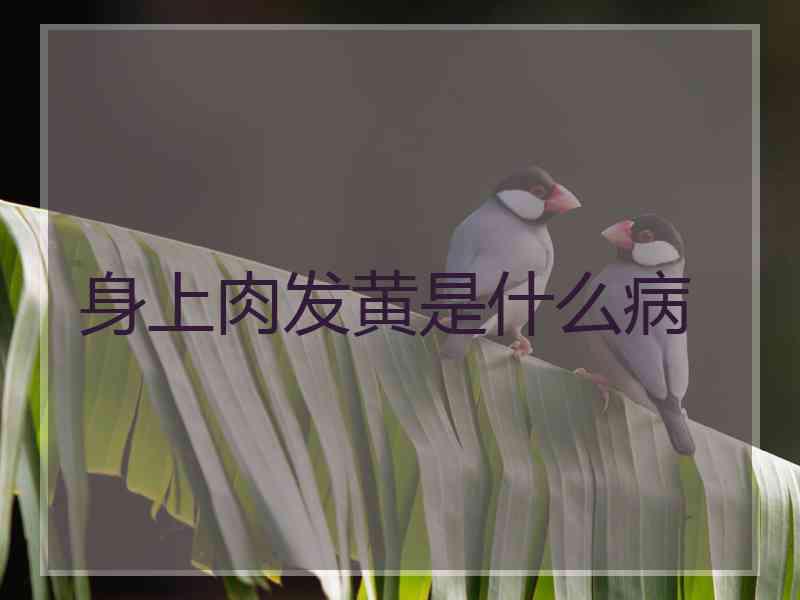 身上肉发黄是什么病