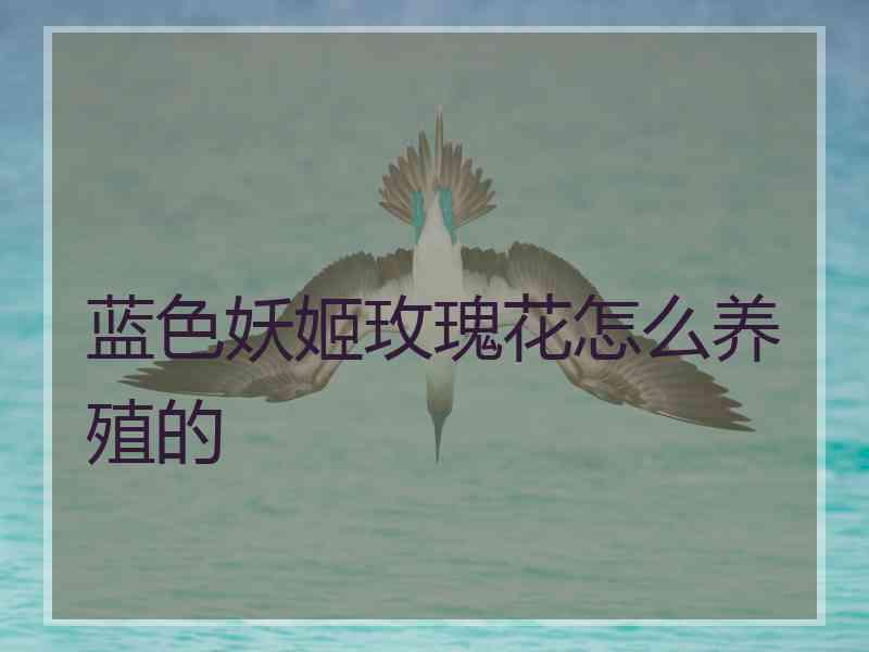 蓝色妖姬玫瑰花怎么养殖的