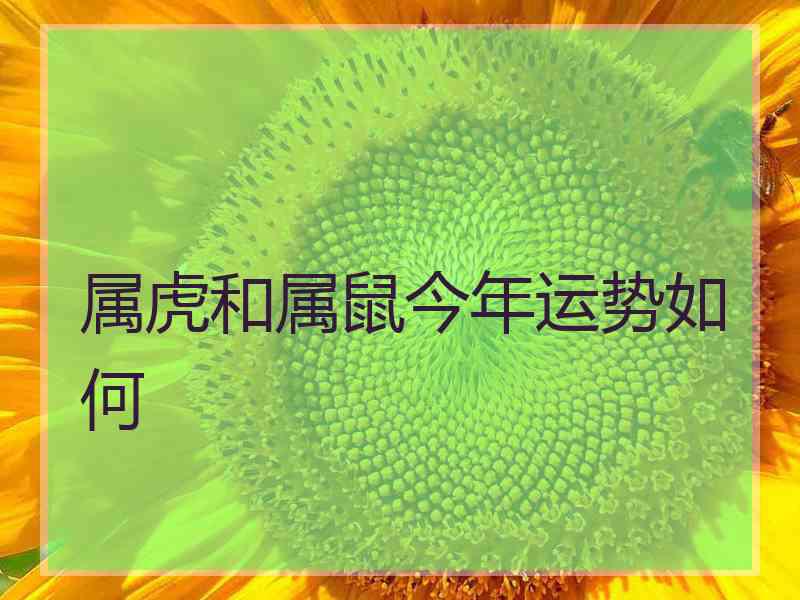 属虎和属鼠今年运势如何