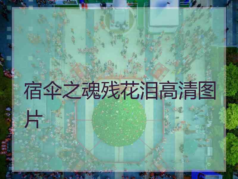 宿伞之魂残花泪高清图片