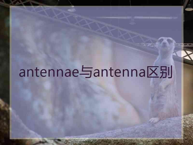 antennae与antenna区别