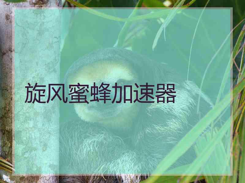 旋风蜜蜂加速器