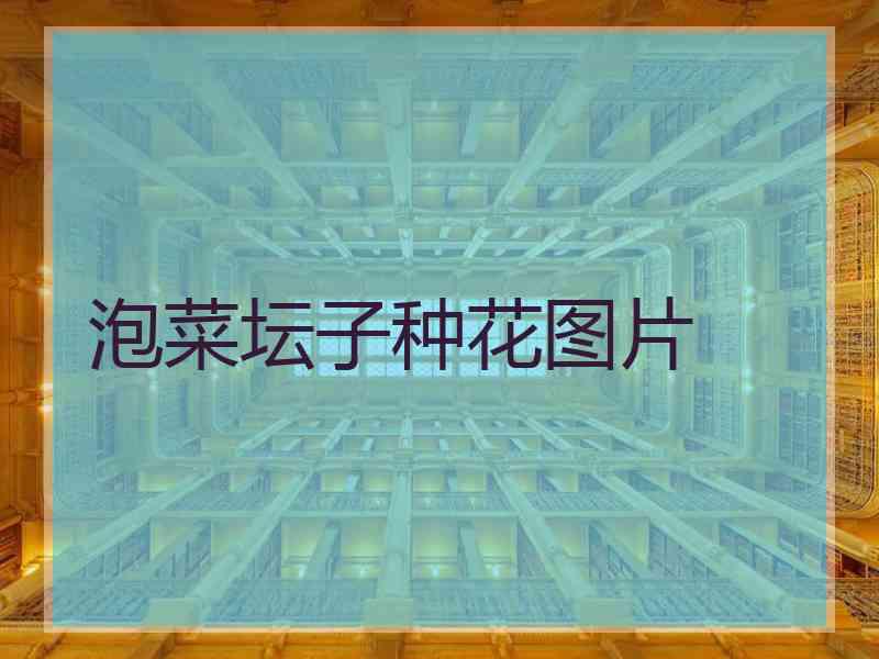 泡菜坛子种花图片