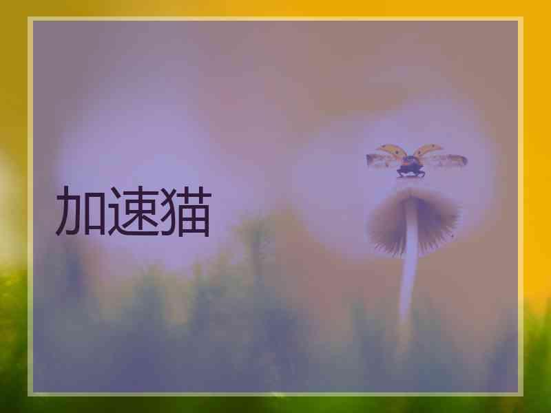 加速猫