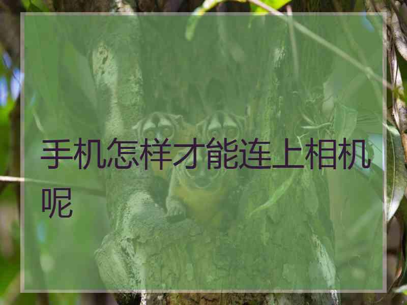 手机怎样才能连上相机呢