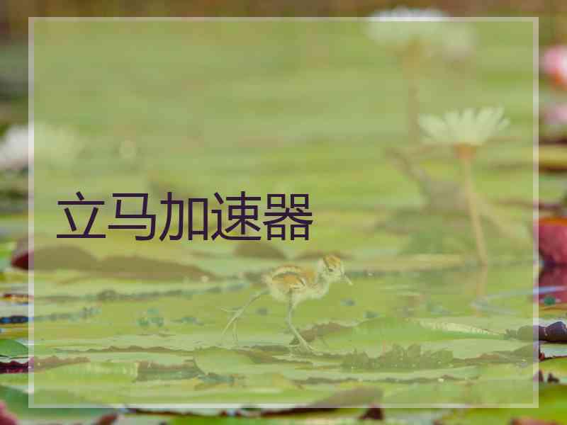 立马加速器