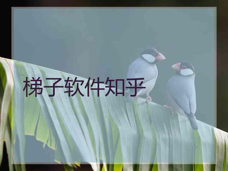 梯子软件知乎