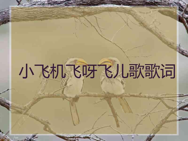 小飞机飞呀飞儿歌歌词