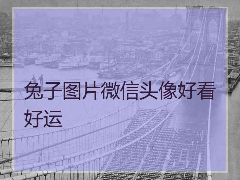 兔子图片微信头像好看好运