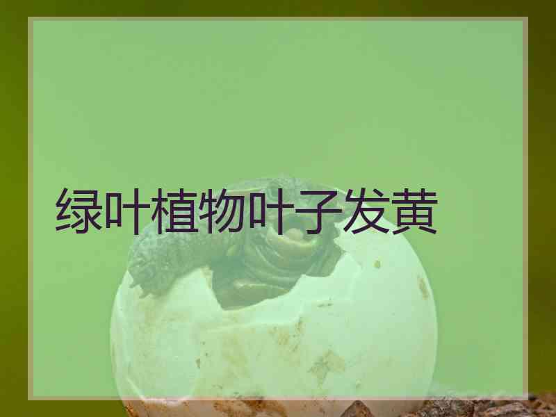 绿叶植物叶子发黄