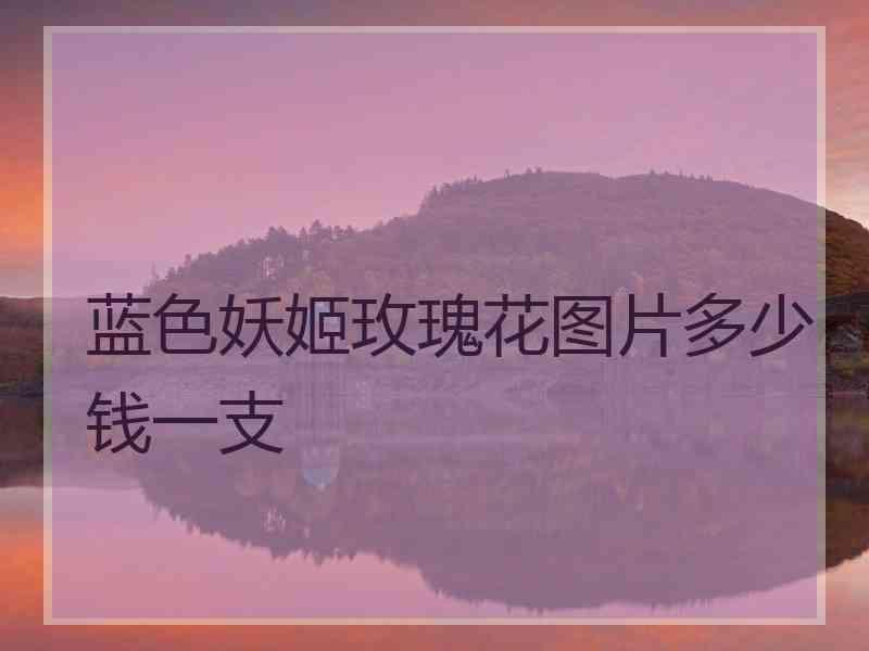 蓝色妖姬玫瑰花图片多少钱一支