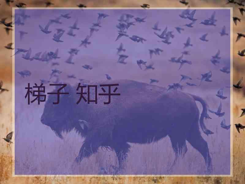 梯子 知乎