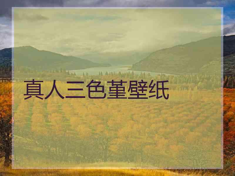 真人三色堇壁纸