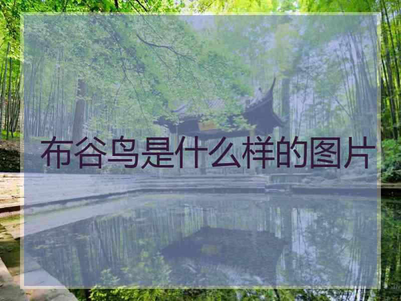 布谷鸟是什么样的图片