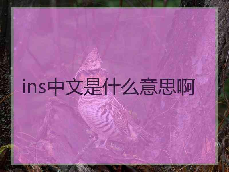 ins中文是什么意思啊